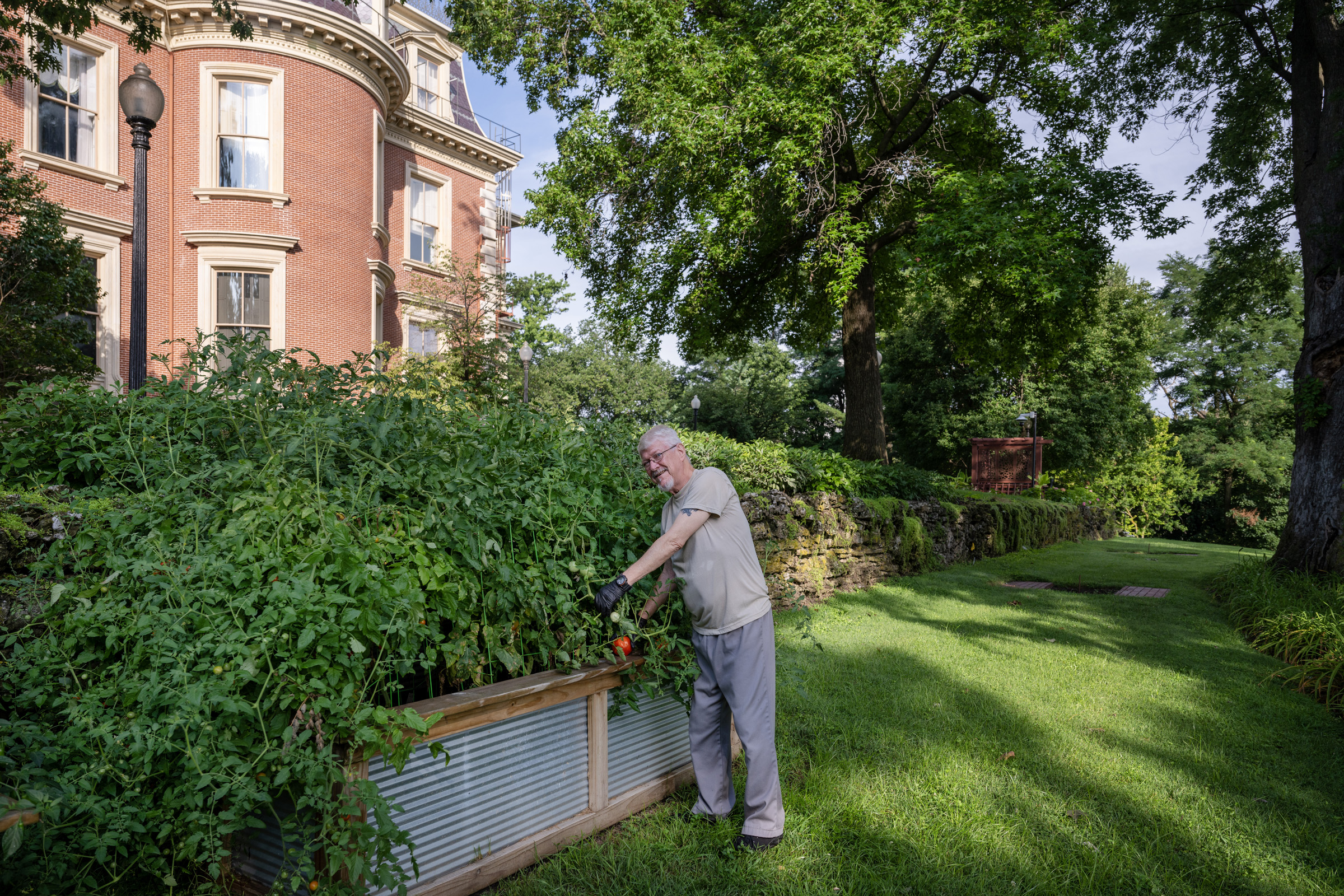 Michael Smith picks fresh tomatoes from the garden on the grounds of the Governor's Mansion.