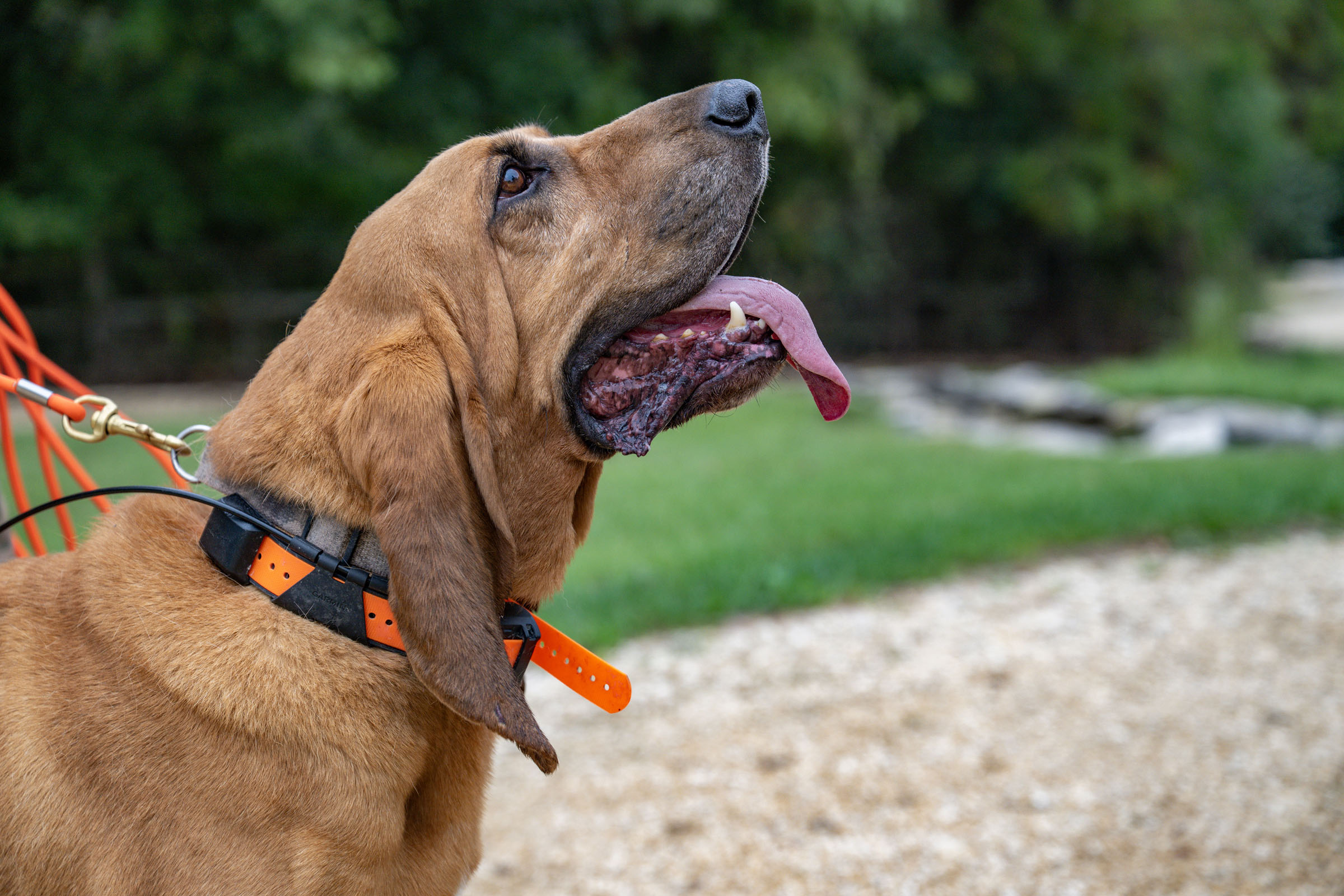 Smiling bloodhound dog