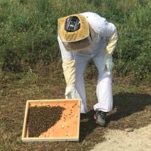 Beekeeping