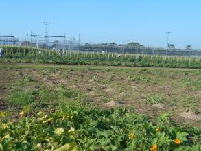 Restorative Justice garden