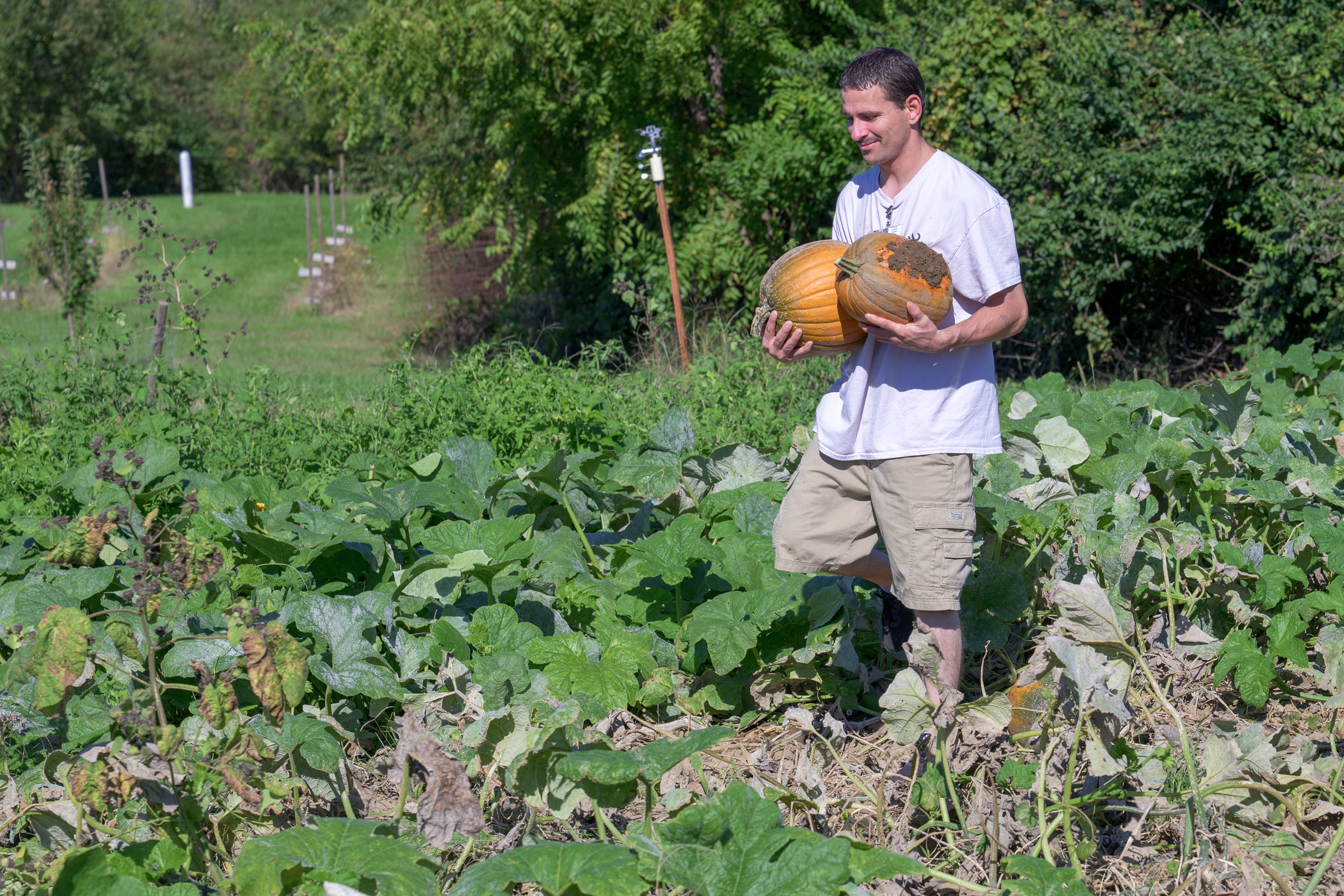 A man carries two pumpkins through a garden.
