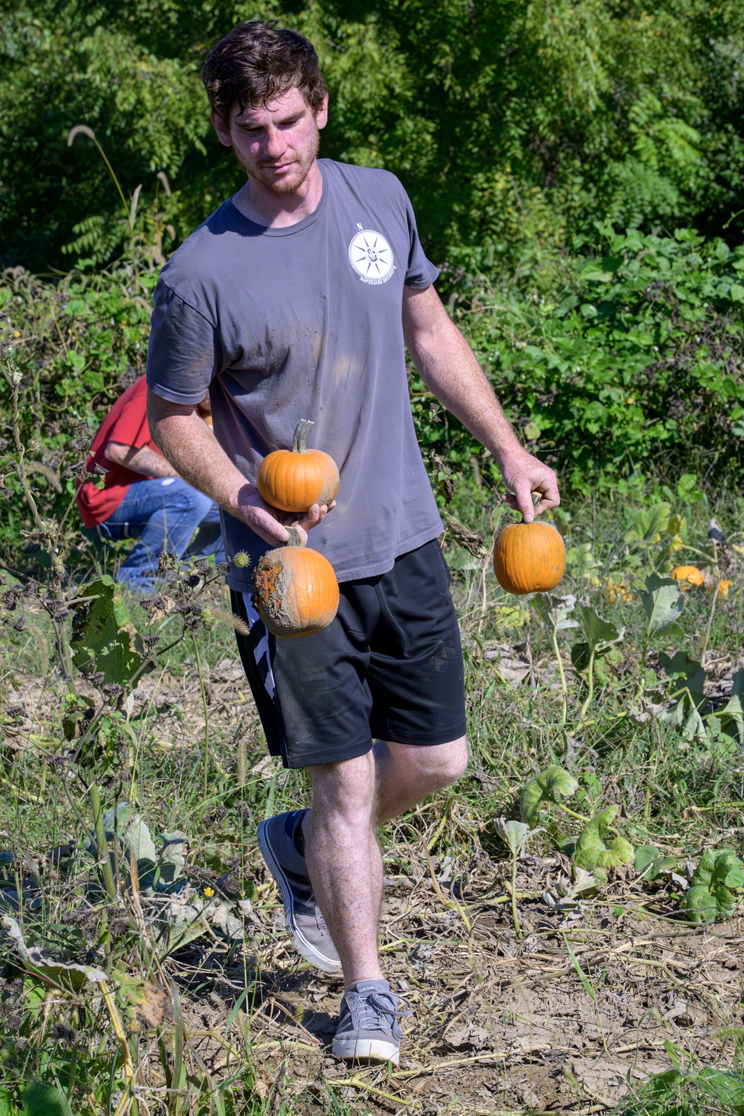 A man carries three small pumpkins through a garden.
